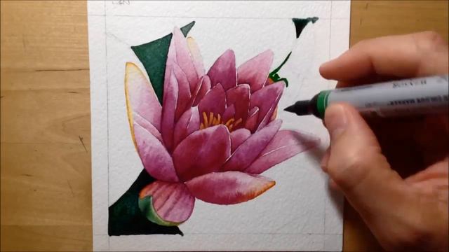 Painting A Pink Waterlily - Winsor And Newton Watercolour Markers
