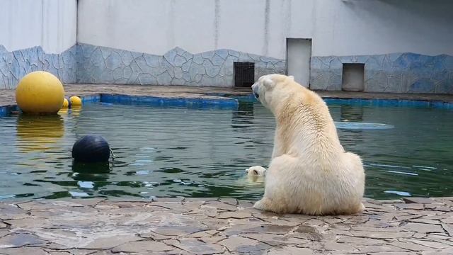 Комета и Айка, белые медведи Ростов-на-Дону смотреть онлайн