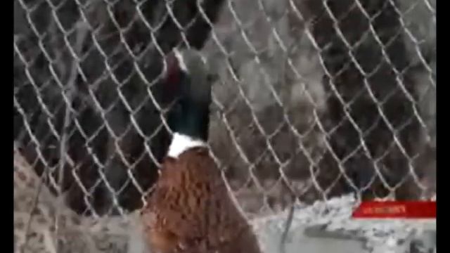 MOE. სამონადირეო მეურნეობა. 29-01-2009 смотреть онлайн