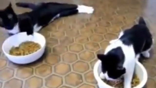 Коты под валерьянкой drunk cats Push The Tempo смотреть онлайн