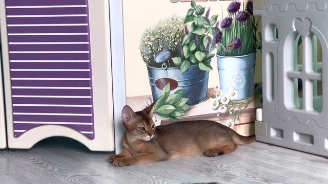 Абиссинский мальчик, котик, готов к переезду , питомник «Оберег Велеса» смотреть онлайн