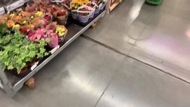 Луковицы и виола в Леруа Мерлен. смотреть онлайн