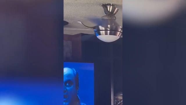 Video: Snake comes through ceiling fan, flies toward cameraman смотреть онлайн