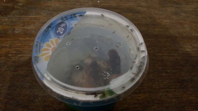 ЛОВУШКА ДЛЯ МОШЕК своими руками смотреть онлайн