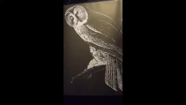 Owl lightbox смотреть онлайн