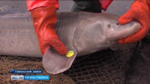 Лов сибирского осетра для отбора икры начался на Иртыше