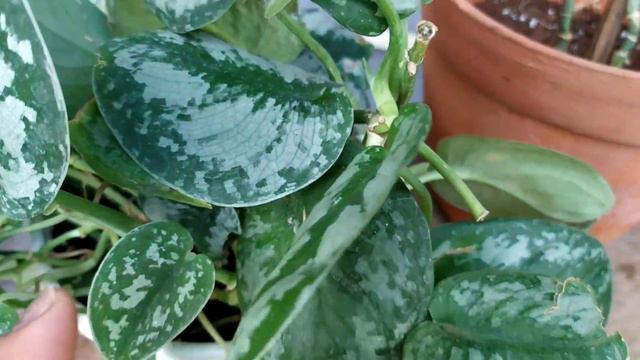 Scindapsus Pictus- S. Pictus Argyraeus ❤️ S. Pictus Exotica❤️