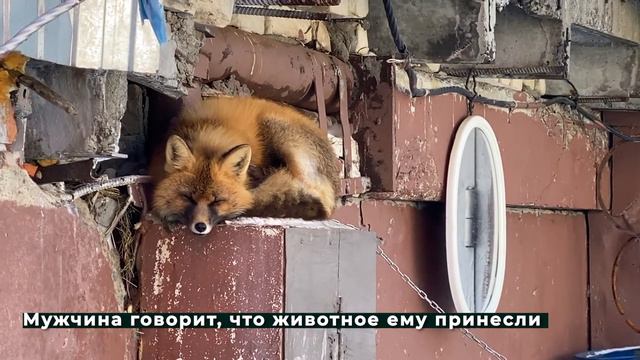 Лиса и «Монтажник» 01.03.2021 смотреть онлайн