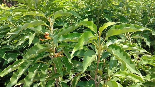 Magnolia champaca, Champak, Exotic Flowering tree saplings смотреть онлайн