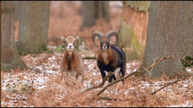 Муфлон (лат. Ovis gmelini) смотреть онлайн