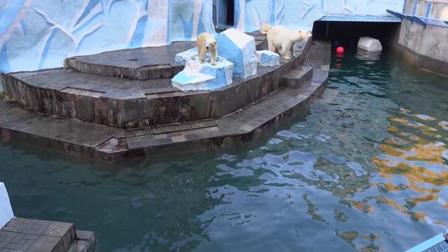 Белка разбудила Стрелку своими громкими прыжками. 05.10.2023 смотреть онлайн