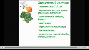 Морошка Полезные свойства