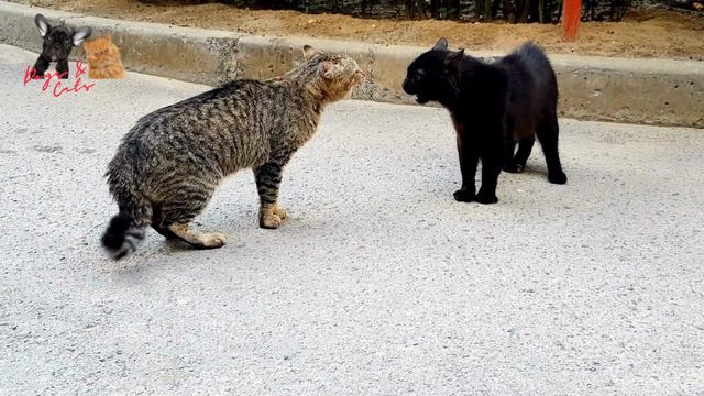 Cats Fight Compilation Video 2022 | Cats Fighting | Cat Sound | Cat Fight Noises | Cat Voice  #cat