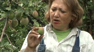 каратаевская