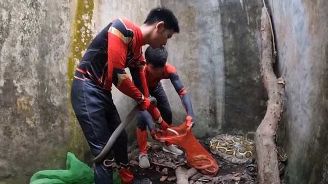 Live video : 2 spider-man VS giant python and 100 dragon snakes | Monster Hunter TV смотреть онлайн