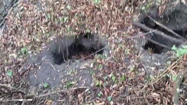 Проверка капканов. Поймал выдру и хоря. смотреть онлайн