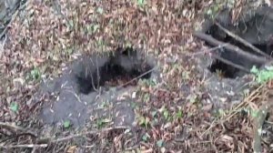 Проверка капканов. Поймал выдру и хоря.