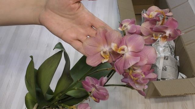 Орхидеи Мультифлоры: пышно, ярко, ароматно! смотреть онлайн