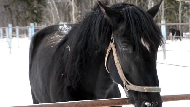 Кроншнеп(Прогноз-Кромка от Мазка) рожд. в. Пермском к\з смотреть онлайн