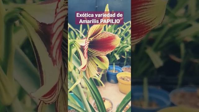 Les presento ésta exótica variedad de #Amarilis #azucena #hippeastrum PAPILIO смотреть онлайн
