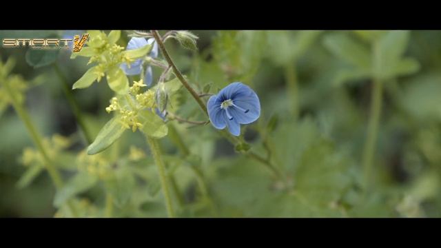 BMPCC 4K with CANON 24-105mm f4/L II IS смотреть онлайн