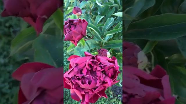 Пион Highlight смотреть онлайн