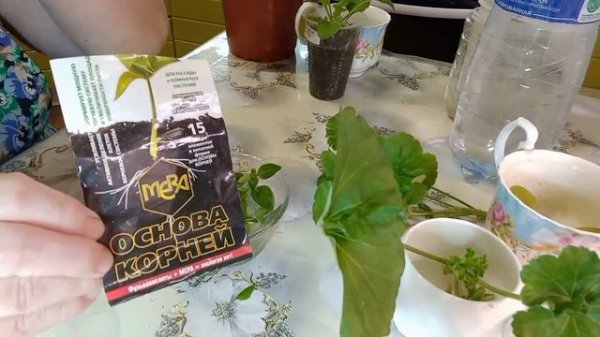 Про черенки цветов! средство вместо Корневина!🪴🌻🌺