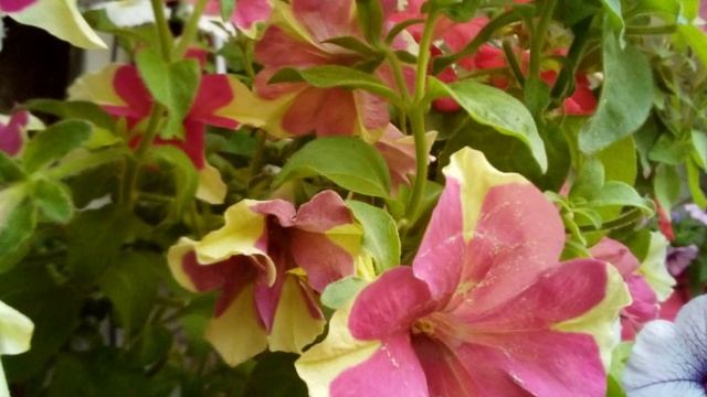 Петуния моя.