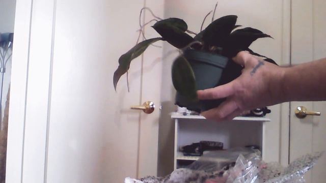 EBAY UNBOXING HOYA KHAO YAI FIRST PLANT BUY FOR 2020❤ смотреть онлайн