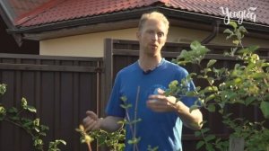 КАК УХАЖИВАТЬ ЗА МАЛИНОЙ | САДОВЫЙ ДОКТОР