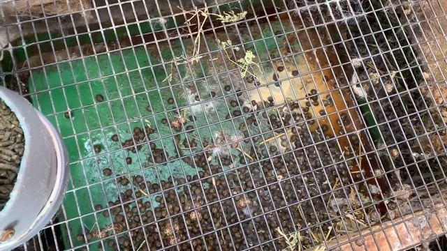 Корма уже дороже чем кормушки ?,паннонов у меня стало больше ? смотреть онлайн