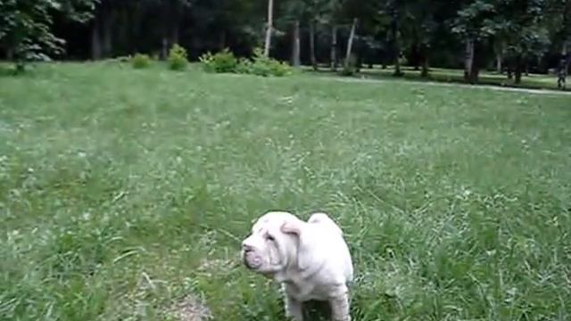 Sharpei puppy . Kennel STEEP STRAIN . part 3. смотреть онлайн