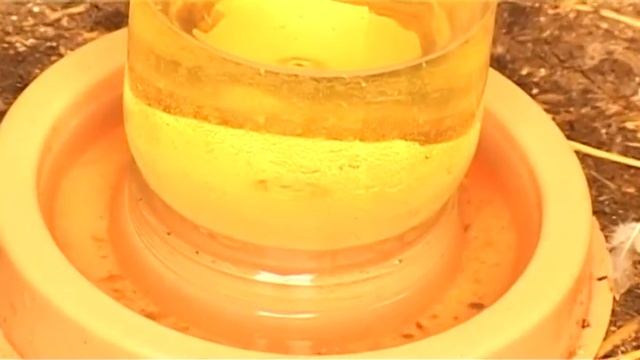 Мускусные утки, маленькие и пушистые. смотреть онлайн
