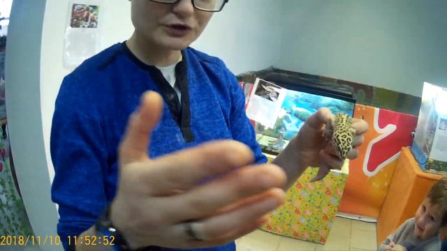 Посетили контактный зоопарк. Наш #влог. смотреть онлайн