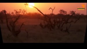 Wild Fauna / Болотный прайд Львов