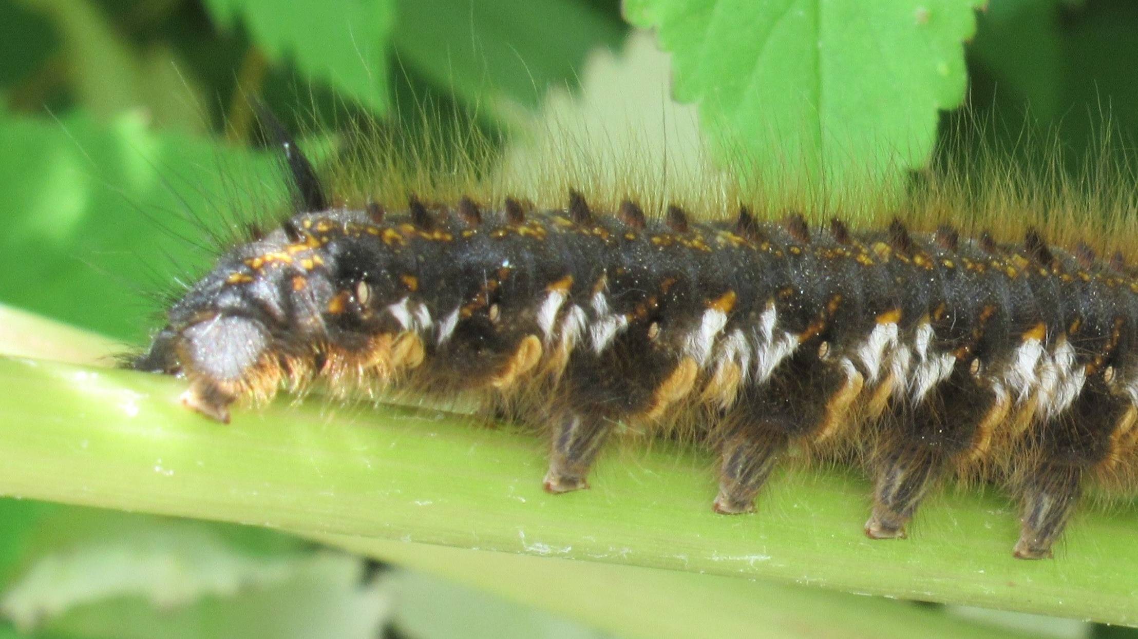 Гусеница травяной коконопряд смотреть онлайн
