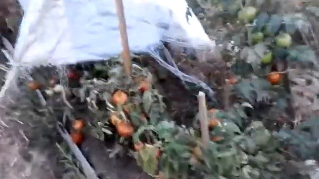 август 2018 дача смотреть онлайн