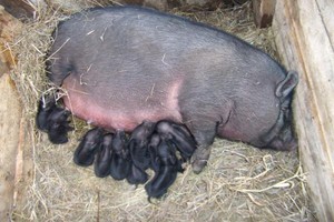 Как я начинал разводить Вьетнамских свиней смотреть онлайн