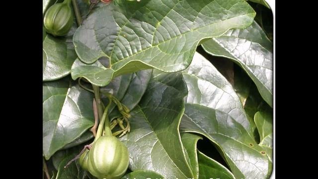 АРИСТОЛОХИЯ , или КИРКАЗОН (ARISTOLOCHIA) сем. Кирказоновые смотреть онлайн