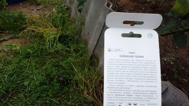 Томаты "Сибирская тройка" смотреть онлайн
