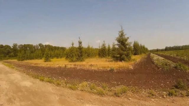 Дендропарк 