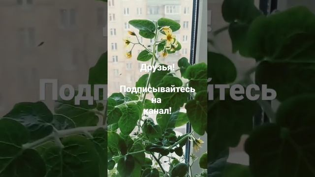 ? Многолетние томаты на подоконнике! Собираем урожай круглый год! смотреть онлайн
