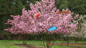 Яблоня декоративная Рудольф (malus rudolph) ? Рудольф обзор: как сажать, саженцы яблони Рудольф