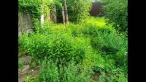 Результат работы  покоса леской 4мм и stihl 491 c-em