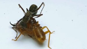 ANTS vs TERMITES - Epic Battle Between Two Largest Armies