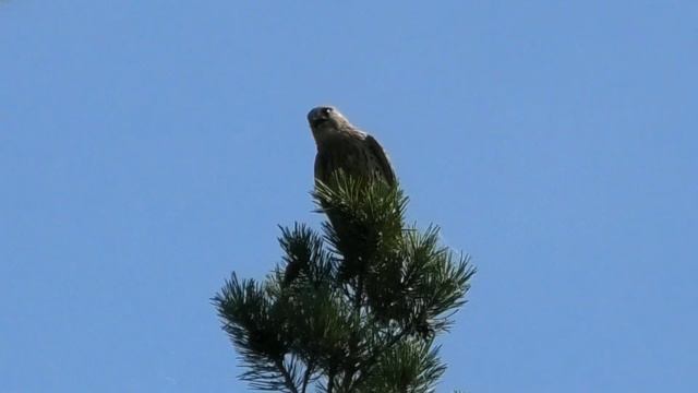 У СМОЛИНО (7) смотреть онлайн