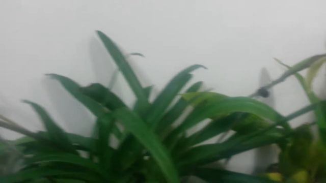 Esthers Not Phalaenopsis Orchids смотреть онлайн