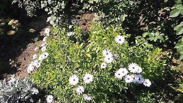 САМЫЙ НЕПРИХОТЛИВЫЙ ЦВЕТЕТ ДО ЗАМОРОЗКОВ! смотреть онлайн