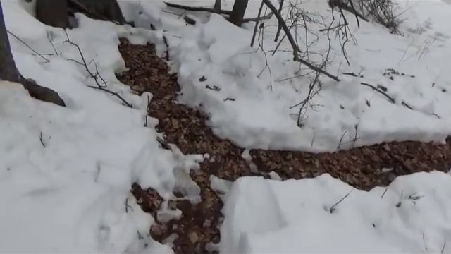 Harvesting Maple Sap & Free Wood So Tiny House Construction Resumes смотреть онлайн