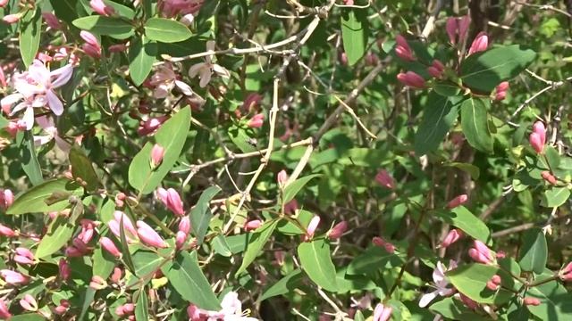 Lonicera tatarica L. čes. zimolez tatarský смотреть онлайн